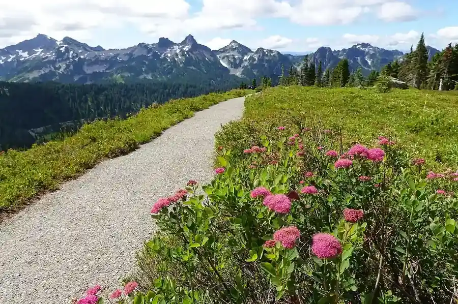 A trail through Paradise wildflower meadows with the Tatoosh Range beyond