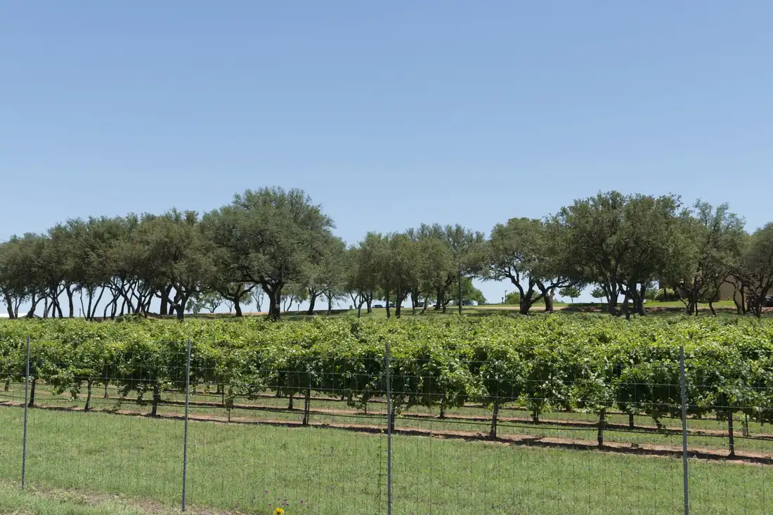 Vineyard rows at a Hill Country winery between Fredericksburg and Johnson City