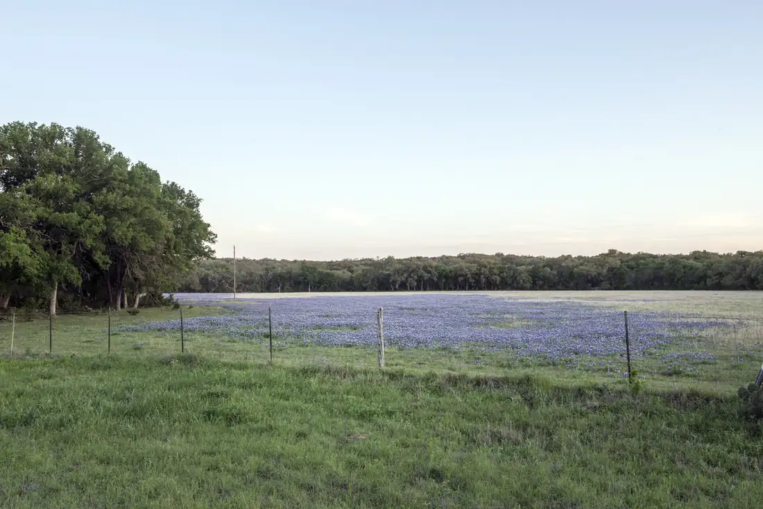 A Texas Hill Country field thick with bluebonnets at peak bloom