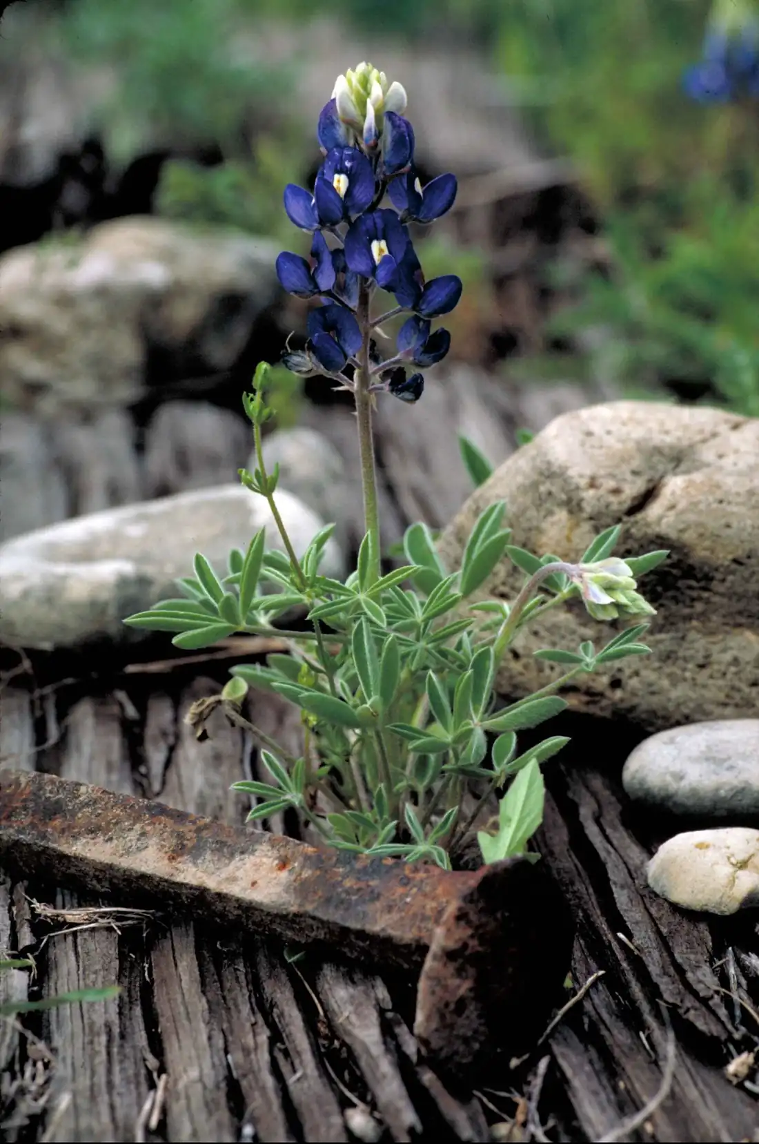 Bluebonnet flower close-up in bright spring sun
