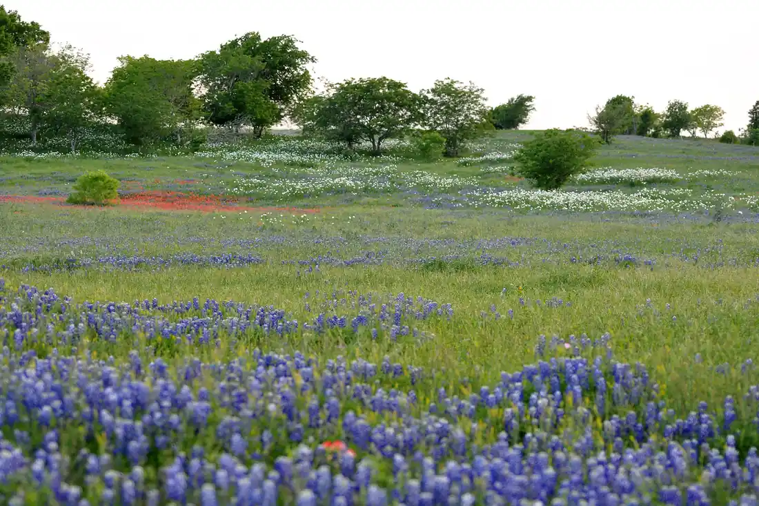 Texas pastureland scattered with spring wildflowers