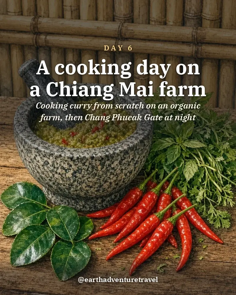 Illustrated day card: Cooking curry from scratch on an organic farm, then Chang Phueak Gate at night
