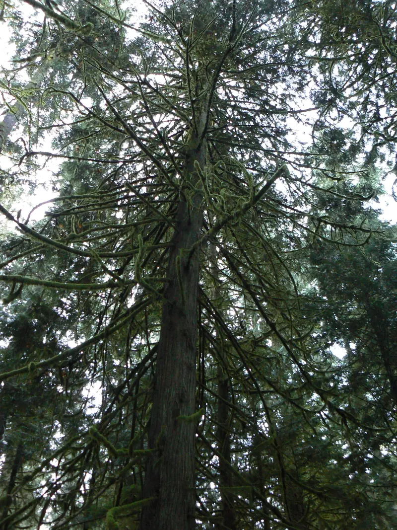 A giant Douglas fir in Cathedral Grove, MacMillan Provincial Park