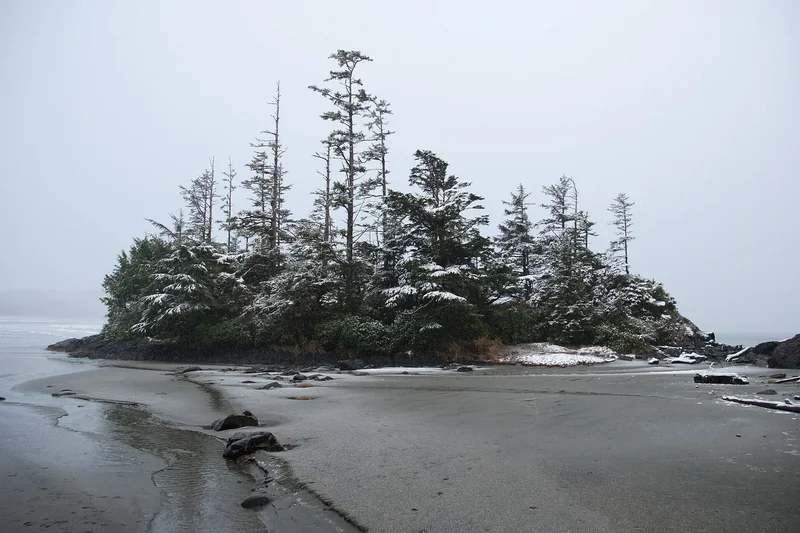 A small tidal island with snow-dusted spruce trees on Long Beach in winter, wet sand in front