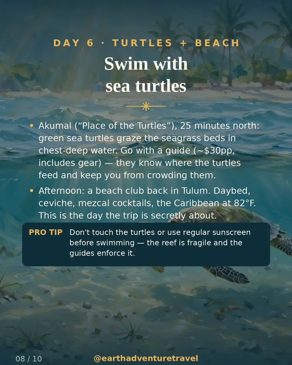 Illustrated day 6: a sea turtle at Akumal
