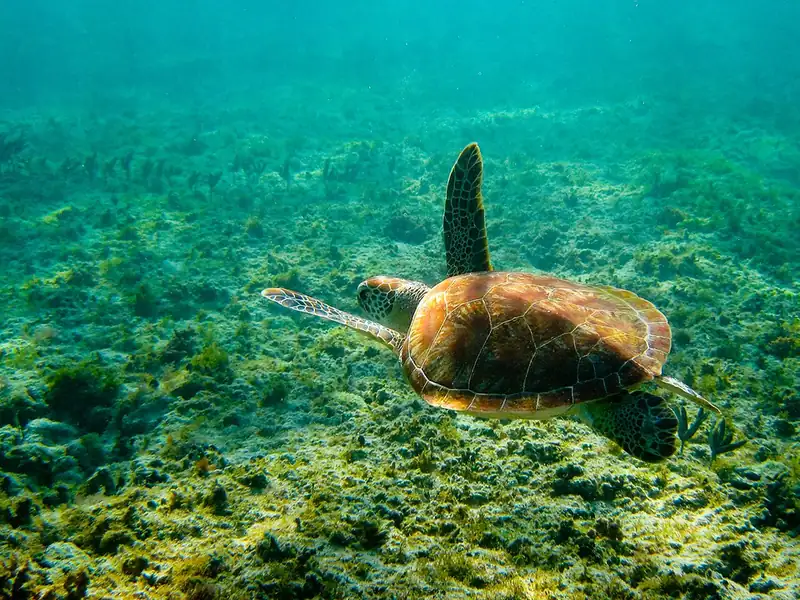 A green sea turtle grazing off Akumal