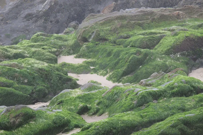 Rocks covered in green algae at low tide on Carpinteria State Beach