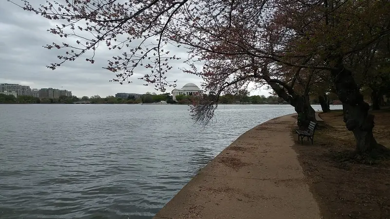 Jefferson Memorial with cherry blossoms