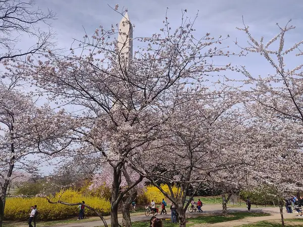 Washington Monument with cherry blossoms