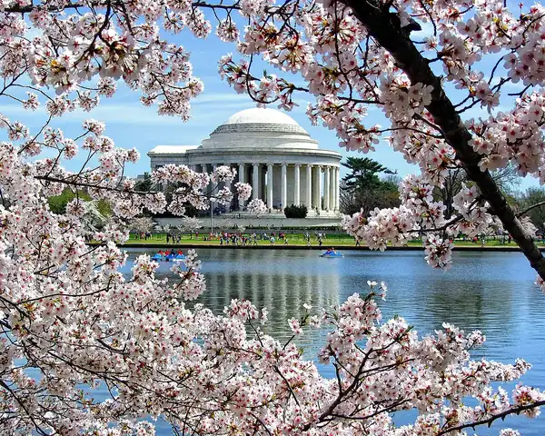 Jefferson Memorial framed by cherry blossoms at the Tidal Basin