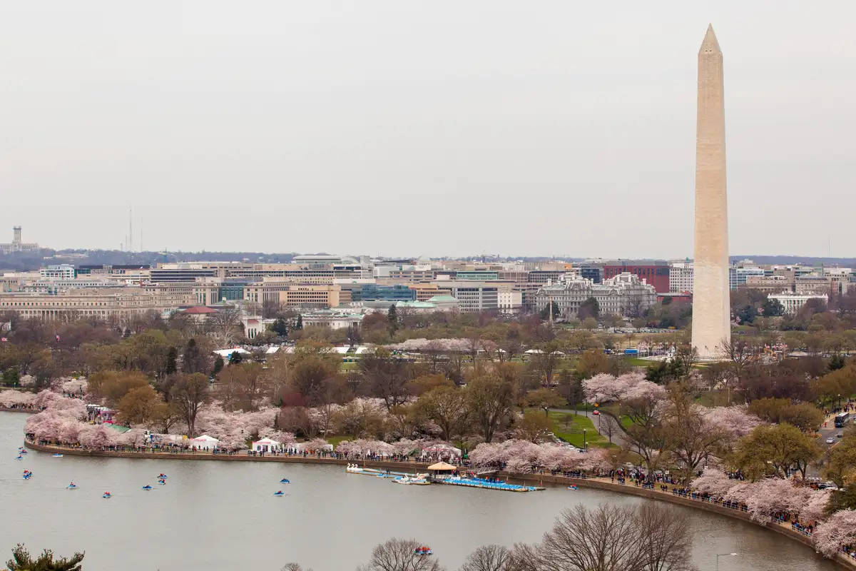 Cherry blossoms at the Tidal Basin