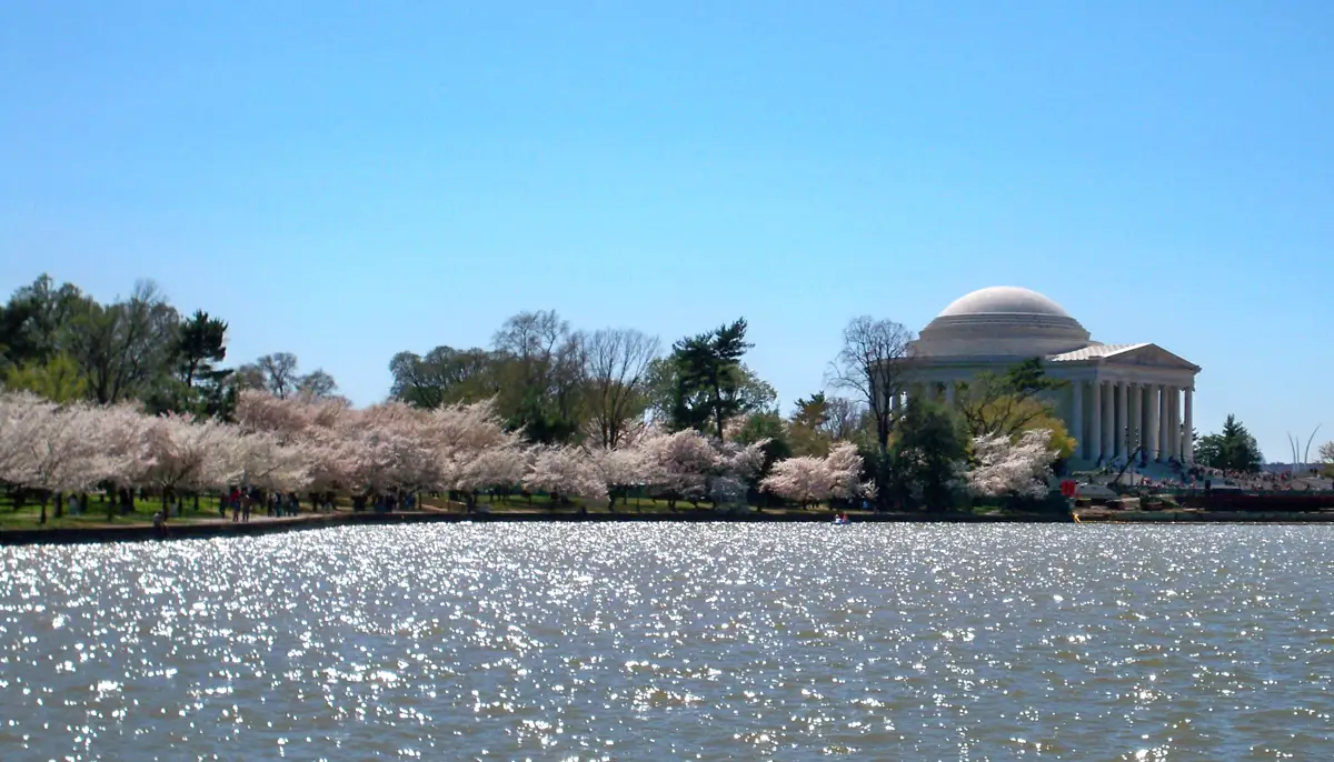 Cherry blossoms at the Tidal Basin