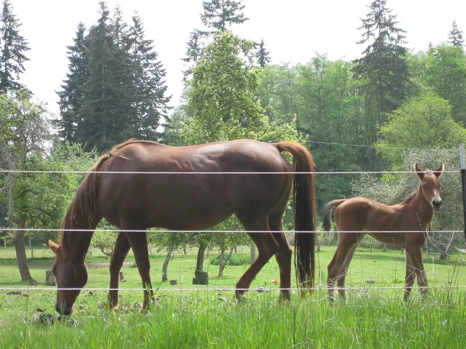 A mare and her foal in a pasture on Whidbey Island