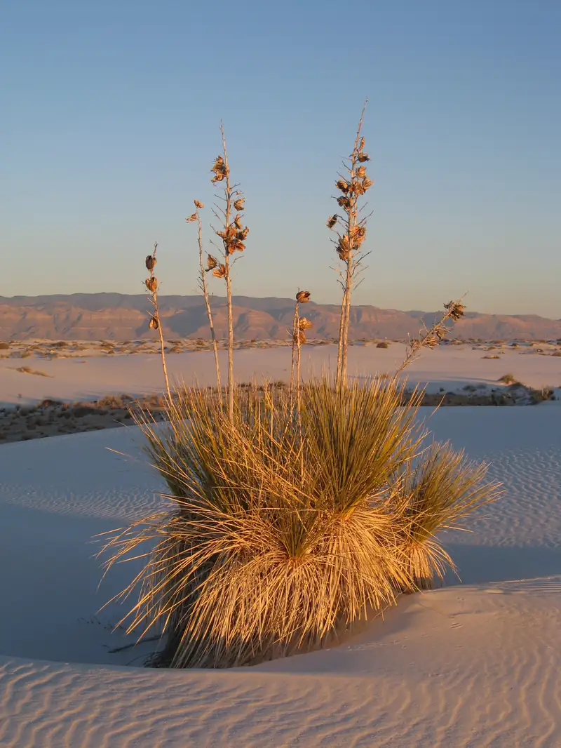 A yucca on top of a dune at dusk