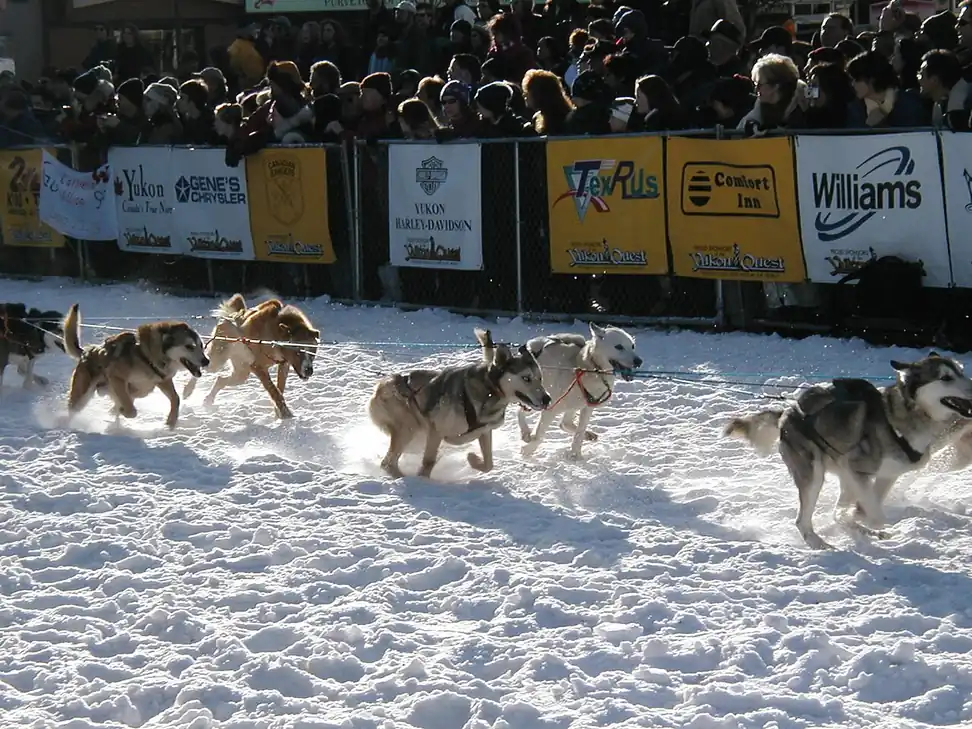 A husky sled dog team at work