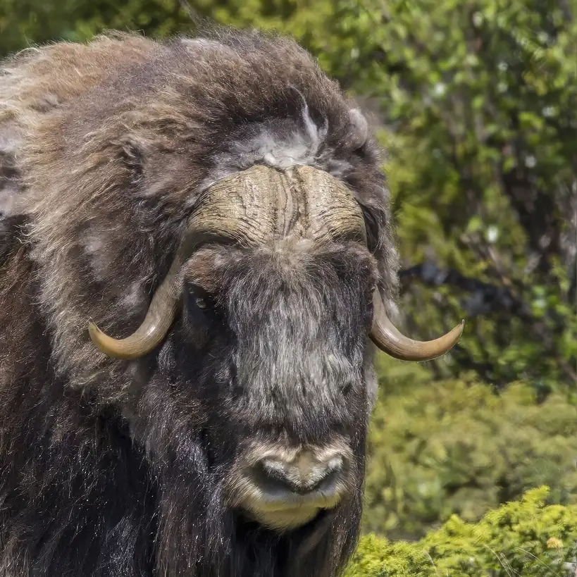 A muskox in the snow