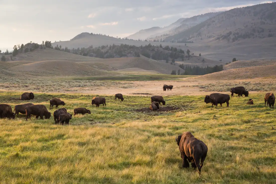 Bison herd in Lamar Valley