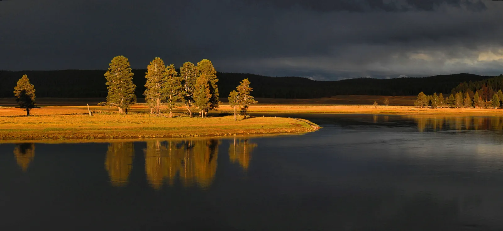 Golden light on pine trees reflected in still water in Yellowstone