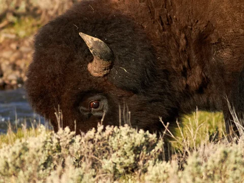 Close portrait of a bison bull